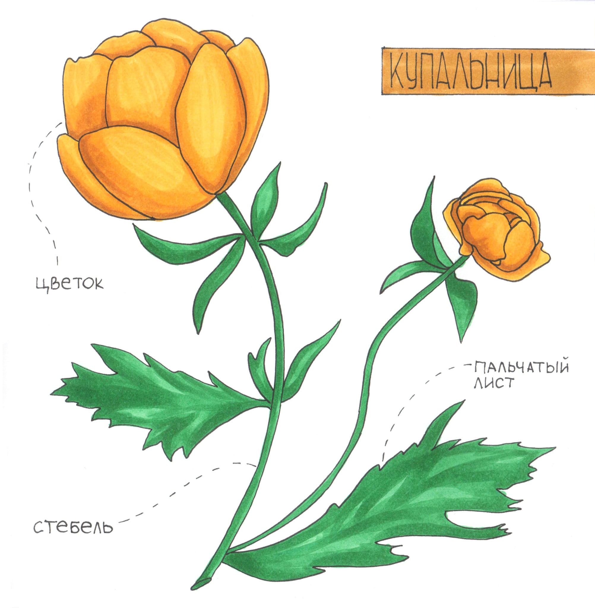 Close-up botanical marker detail from the study page.