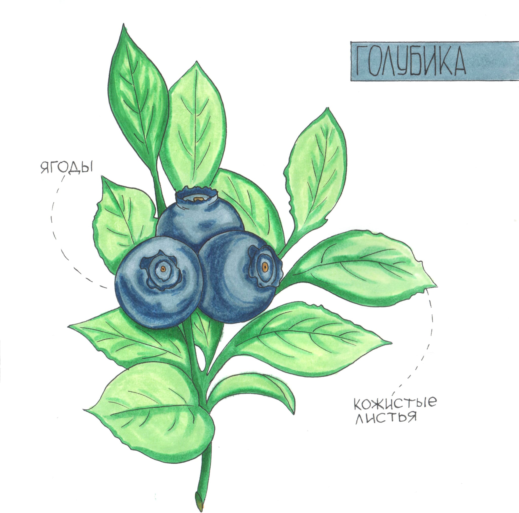 Second botanical marker detail showing color and line variation.