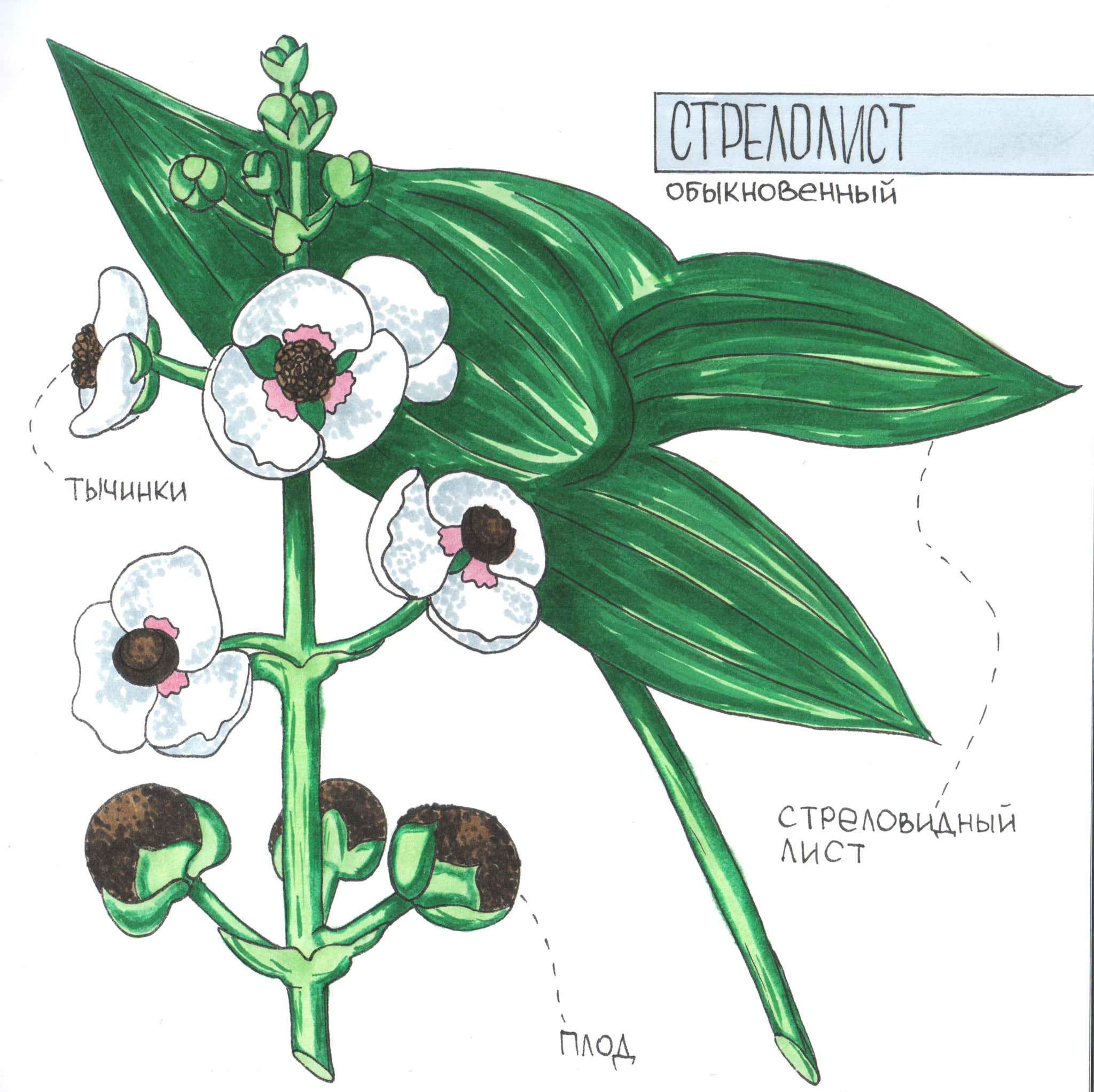 Third botanical marker detail from the field-sheet composition.