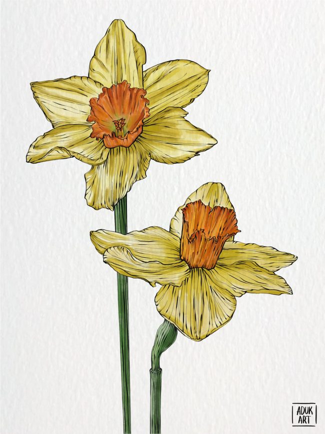 Daffodil botanical art