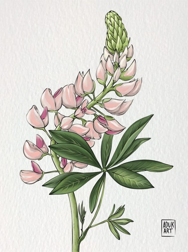 Lupine botanical art