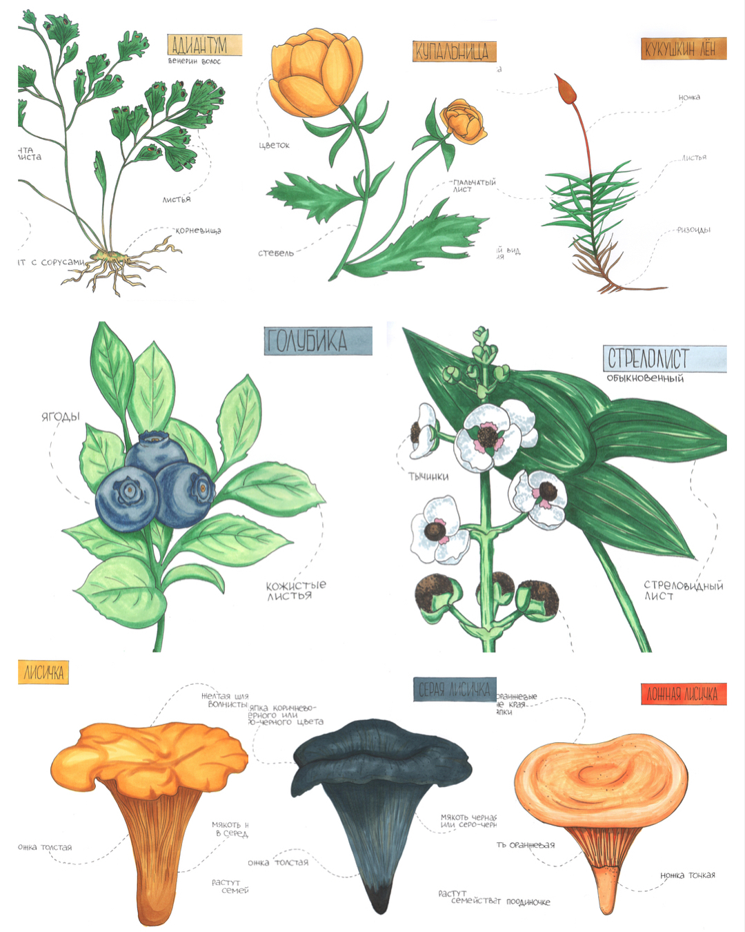 Botanical watercolor marker study with leaves, berries, flowers, and mushrooms arranged like a field sheet.