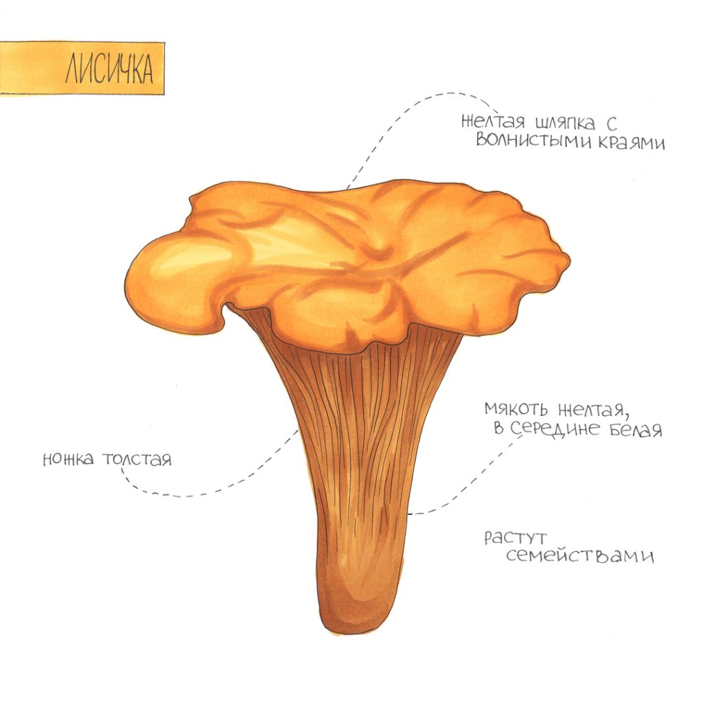 Chanterelle Mushroom Botanical Illustration — a warm orange chanterelle mushroom botanical illustration with small labels; visible details include chanterelle silhouette, warm orange palette.