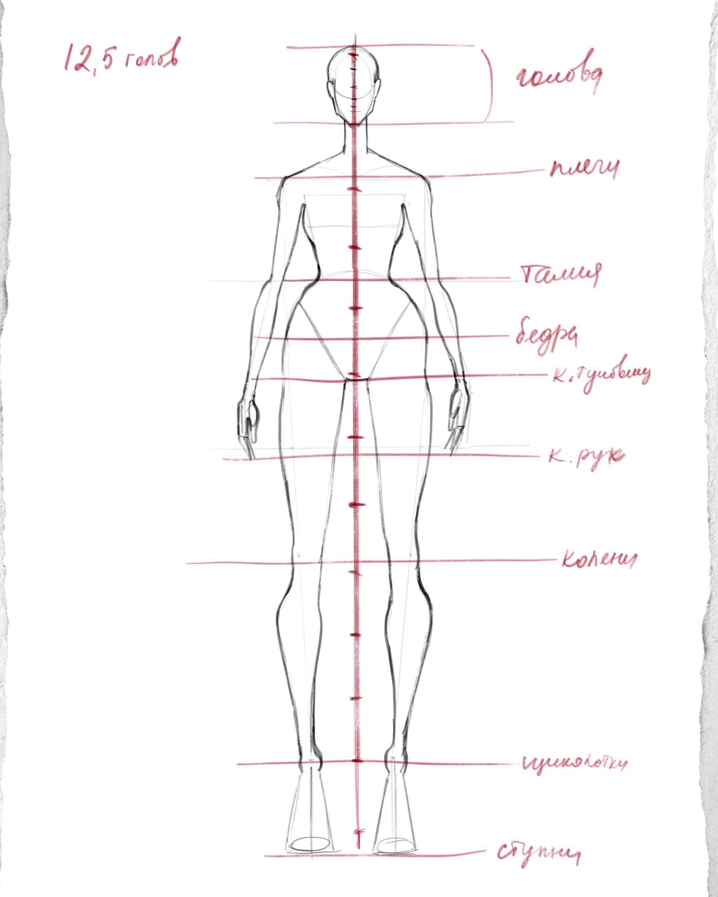 Fashion figure proportion guide with a 12.5-head body layout, vertical center line, and marked anatomical landmarks.