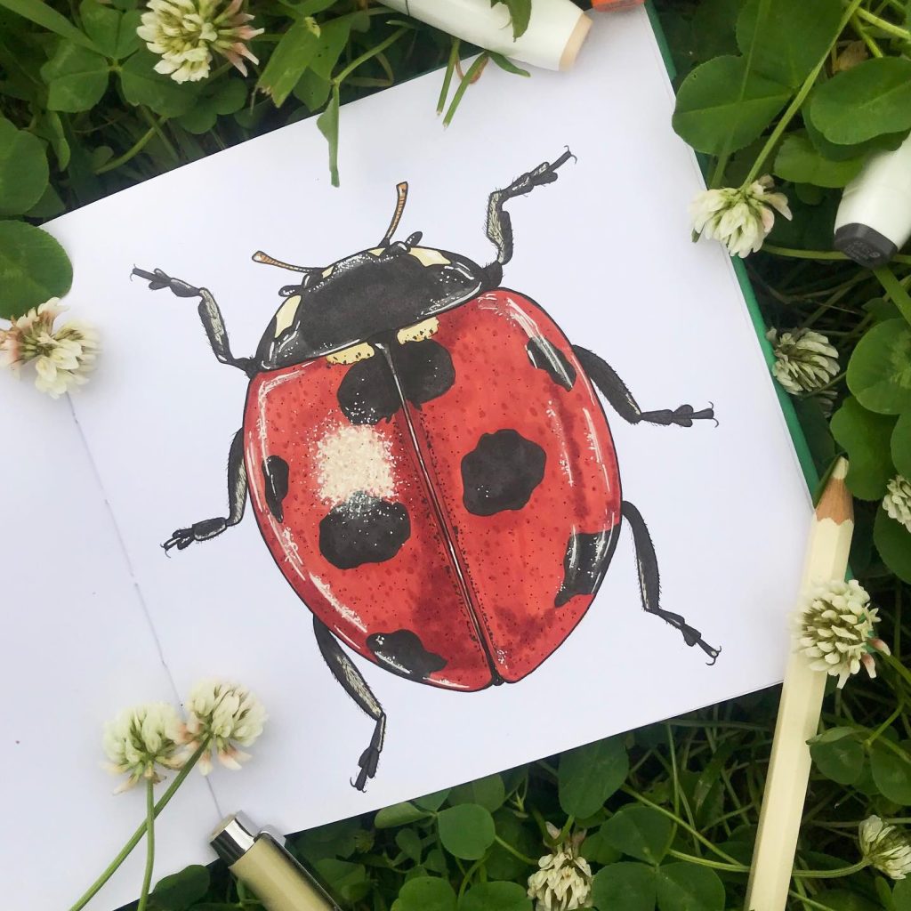 Ladybug, marker on paper