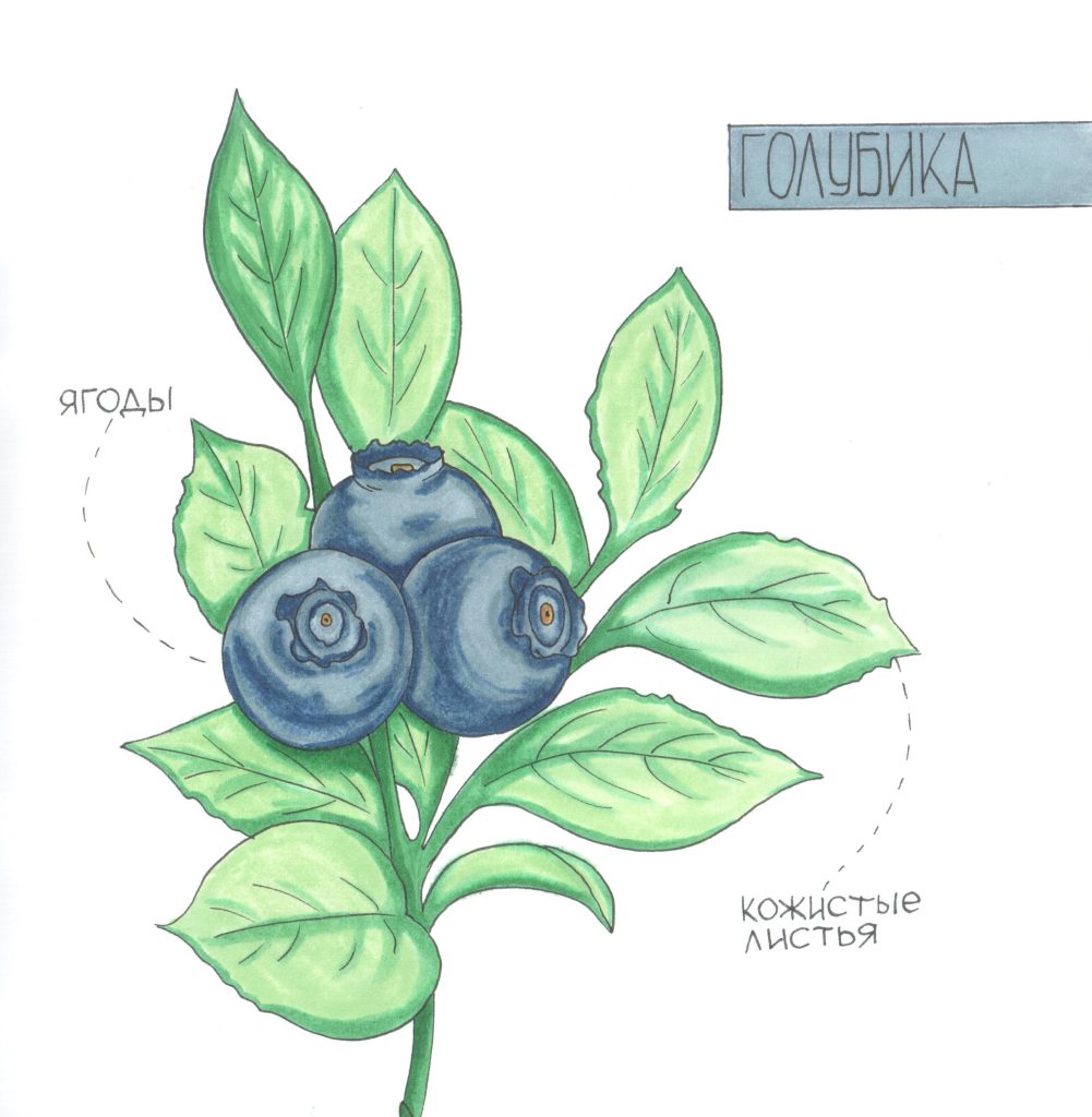 Marker drawing of a blueberry branch with three dark berries and green leaves, with small handwritten Russian labels, by Adelya