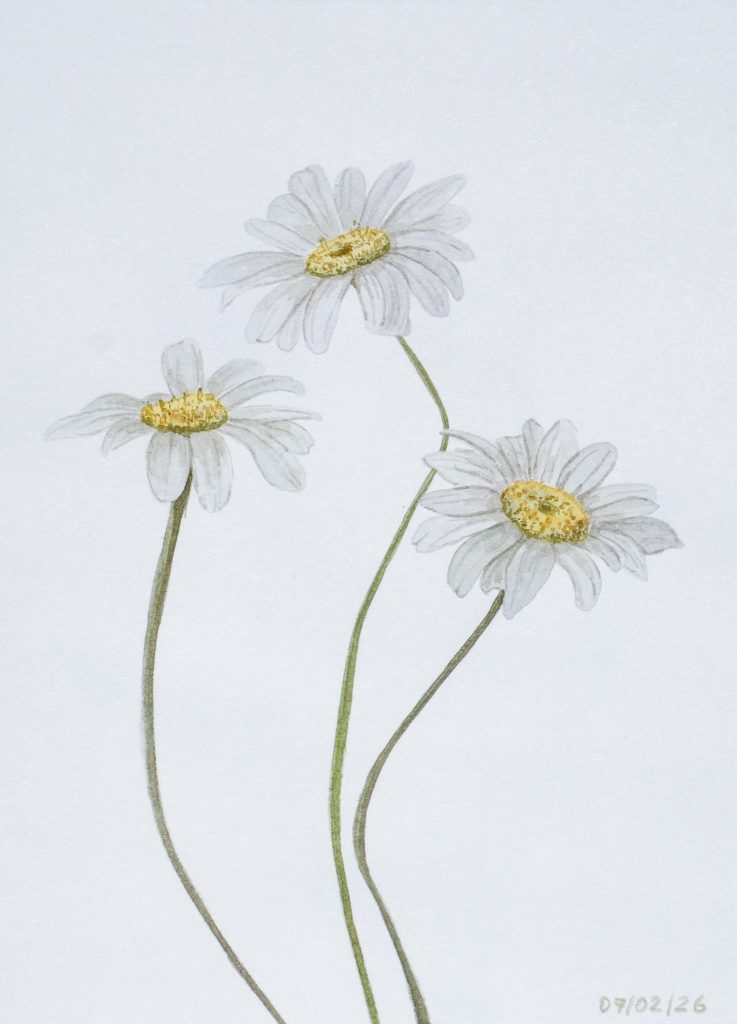 Watercolour of three white daisies with yellow centres on long green stems, dated 07/02/26, by Adelya