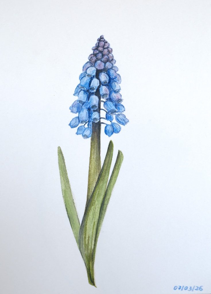 Coloured pencil drawing of a blue grape hyacinth with three long green leaves, dated 07/03/26, by Adelya