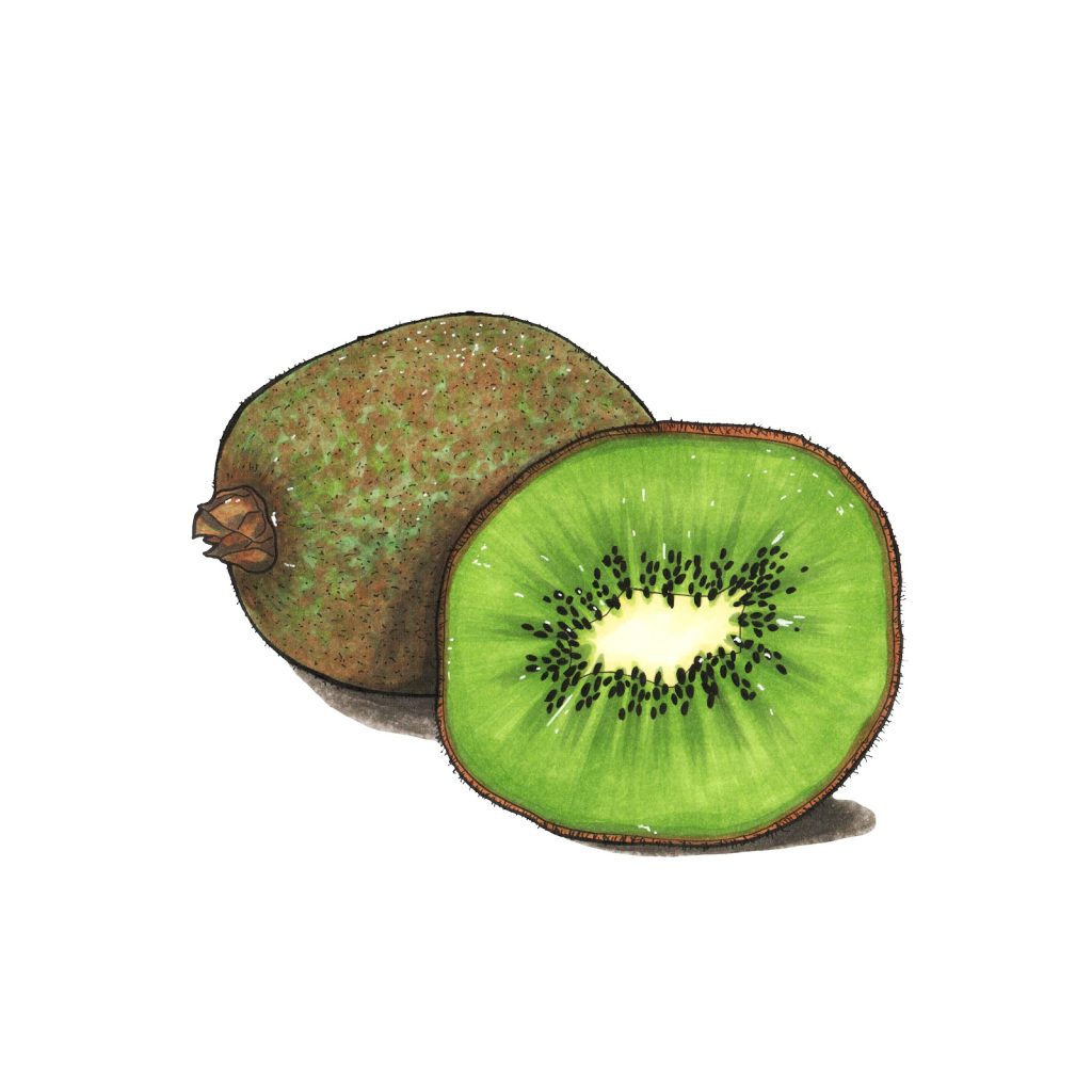 Marker drawing of a whole brown kiwi and a cut half showing bright green flesh and black seeds, by Adelya