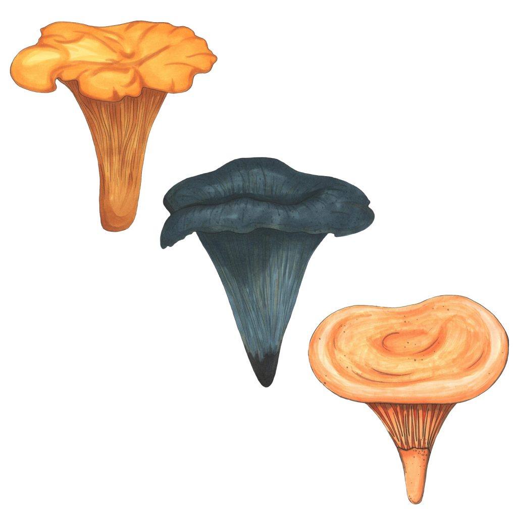 Marker drawing of three funnel-shaped mushrooms, one yellow, one grey-blue and one pale orange, by Adelya
