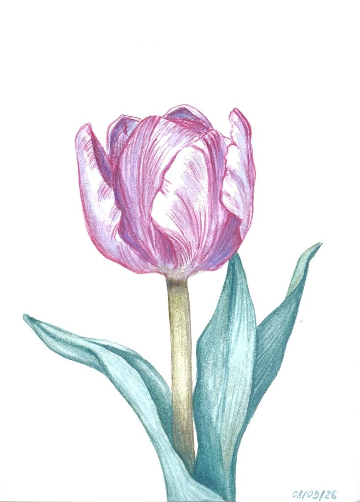 Coloured pencil drawing of a pink and violet tulip with blue green leaves on white paper, by Adelya