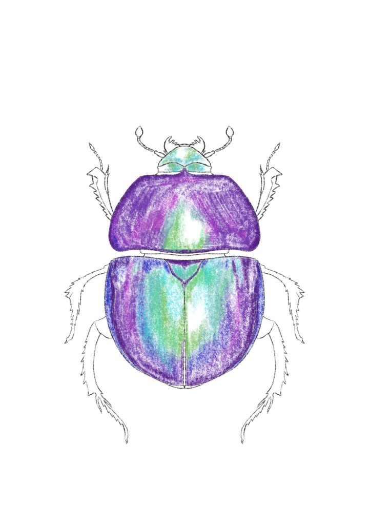 Scarab, coloured pencil